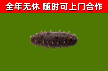 柳州烟酒回收干海参.jpg